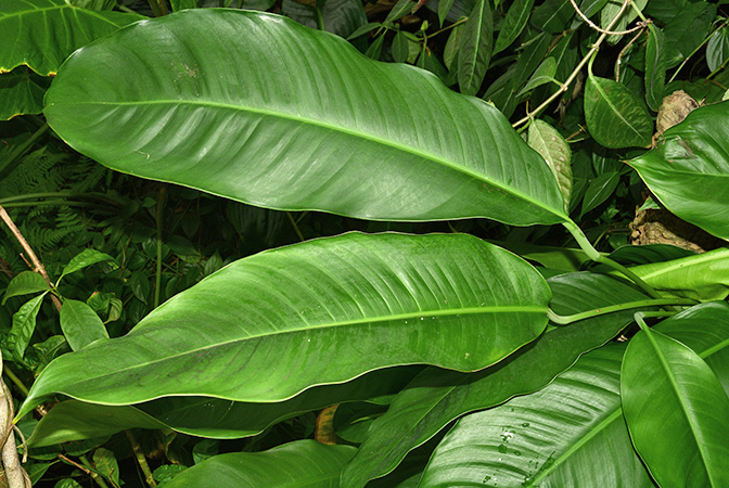 Rhodospatha oblongata