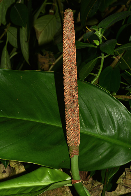 Rhodospatha oblongata