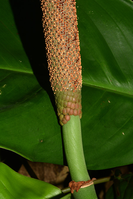 Rhodospatha oblongata