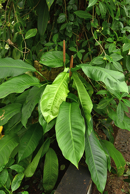 Rhodospatha oblongata