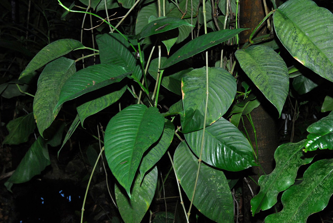 Rhodospatha wendlandii