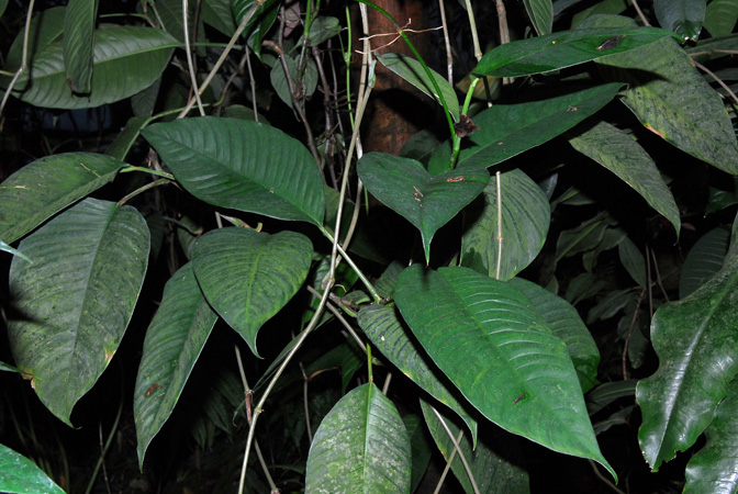 Rhodospatha wendlandii