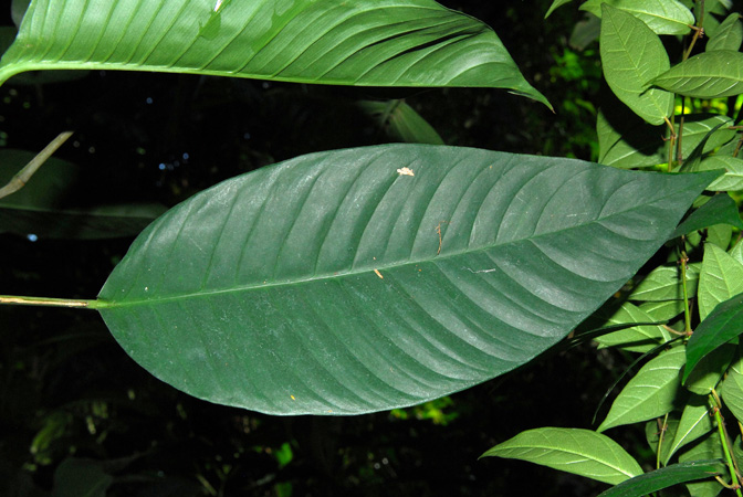 Rhodospatha wendlandii