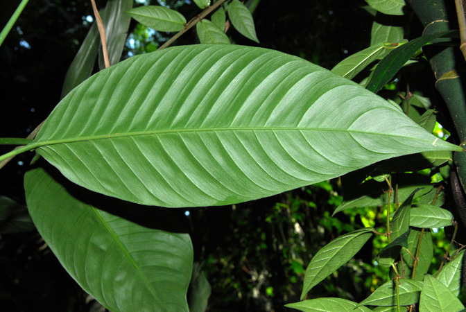 Rhodospatha wendlandii