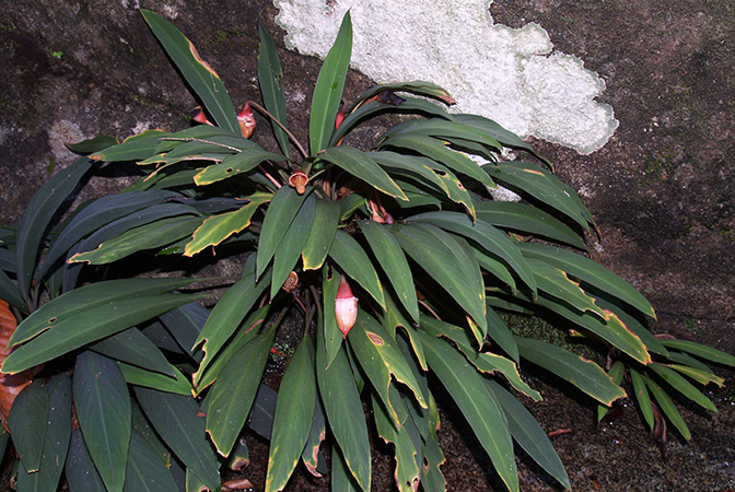 Rhynchopyle elongata
