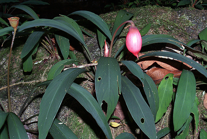 Rhynchopyle elongata