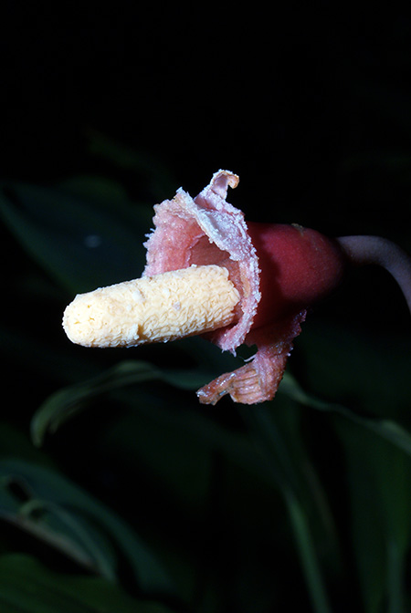 Rhynchopyle elongata
