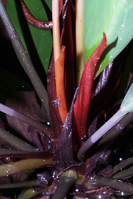 Rhynchopyle elongata
