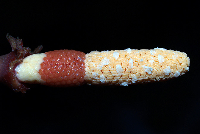 Rhynchopyle elongata