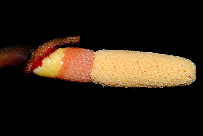 Rhynchopyle elongata