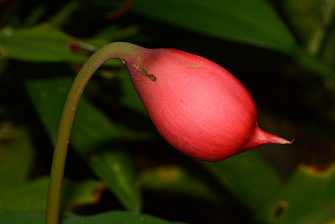 Rhynchopyle elongata