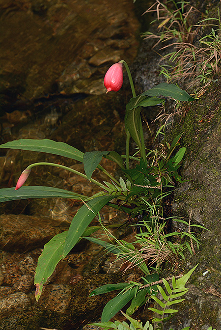 Rhynchopyle elongata