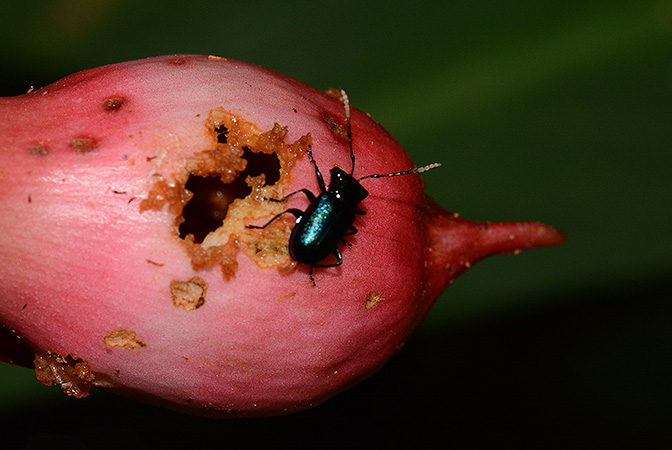 Rhynchopyle elongata