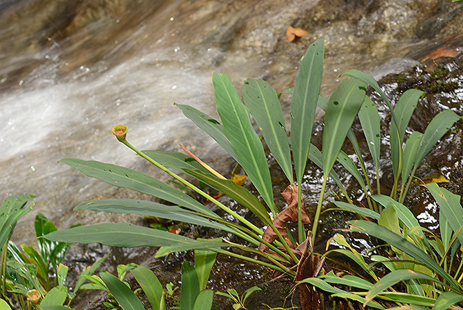 Rhynchopyle elongata