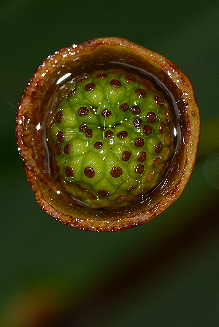 Rhynchopyle elongata