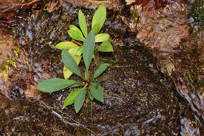 Rhynchopyle elongata
