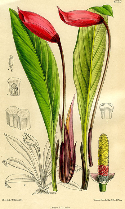 Rhynchopyle elongata