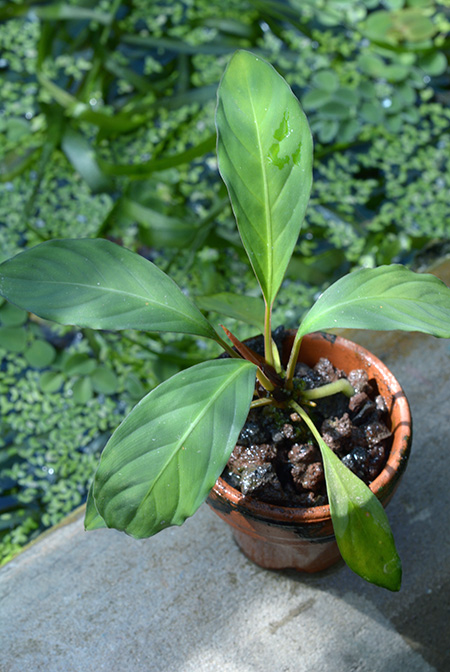 Rhynchopyle viridistigma
