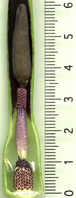 Sauromatum diversifolium