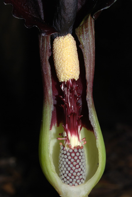 Sauromatum giganteum