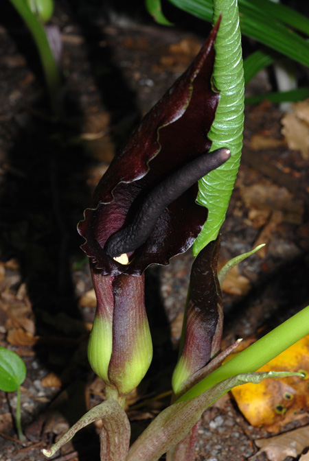 Sauromatum giganteum