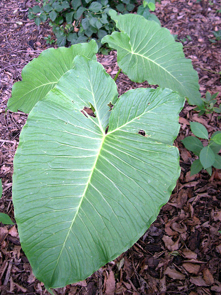Sauromatum giganteum