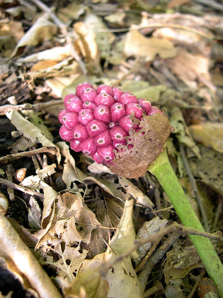 Sauromatum giganteum