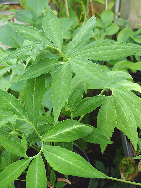 Sauromatum horsfieldii