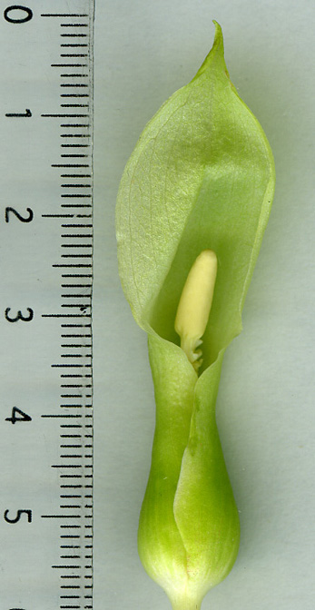 Sauromatum horsfieldii