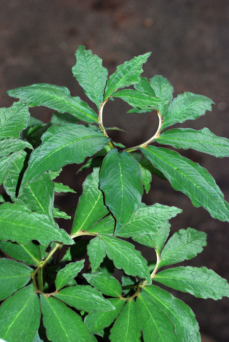 Sauromatum horsfieldii
