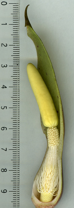 Sauromatum horsfieldii