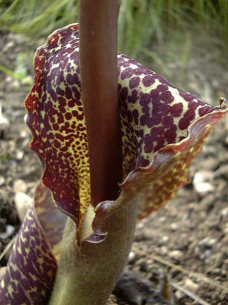Sauromatum venosum