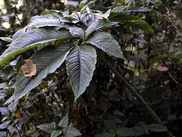Sauromatum venosum