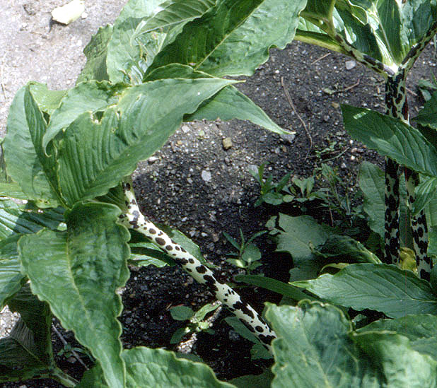 Sauromatum venosum