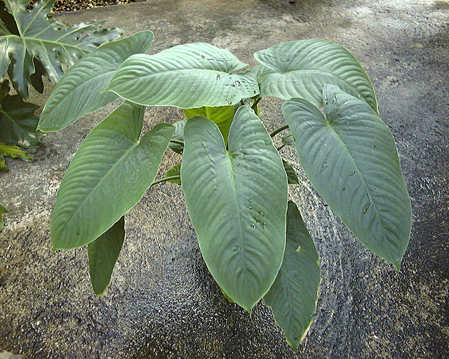 Schismatoglottis calyptrata