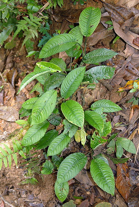 Schismatoglottis brevicuspis