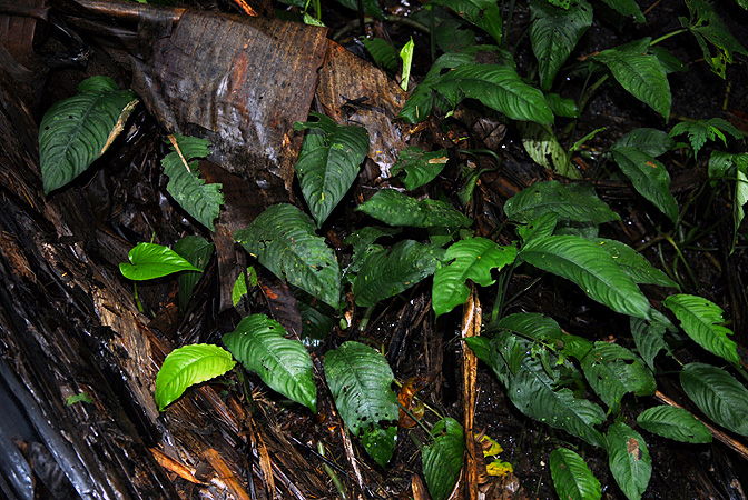 Schismatoglottis brevicuspis