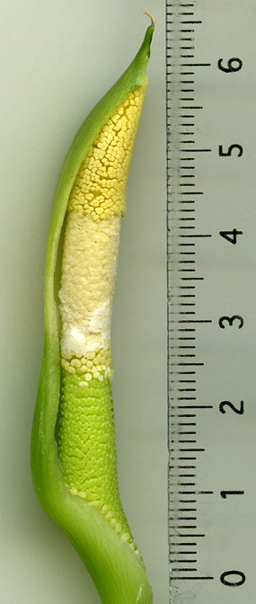 Schismatoglottis brevicuspis