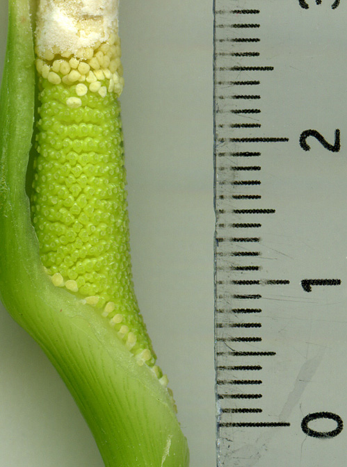 Schismatoglottis brevicuspis