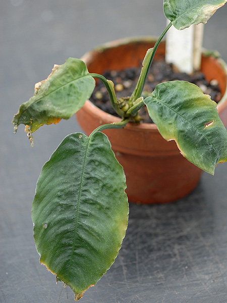 Schismatoglottis brevicuspis