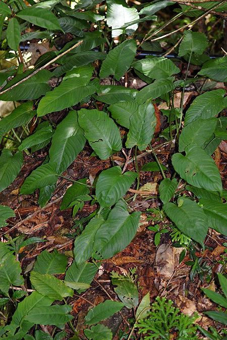 Schismatoglottis calyptrata