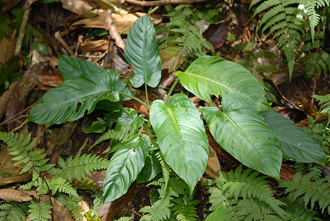 Schismatoglottis calyptrata