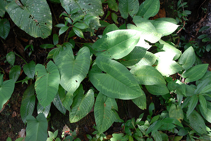 Schismatoglottis calyptrata