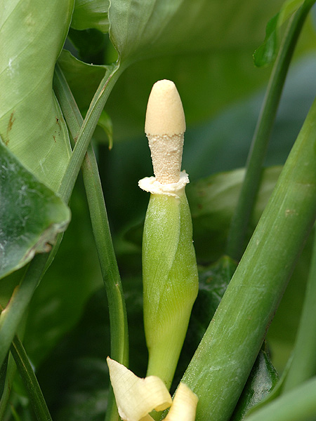 Schismatoglottis calyptrata
