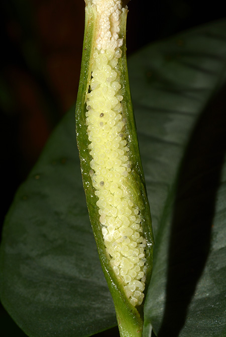 Schismatoglottis clemensiorum