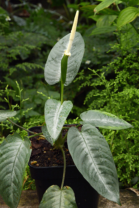 Schismatoglottis clemensiorum
