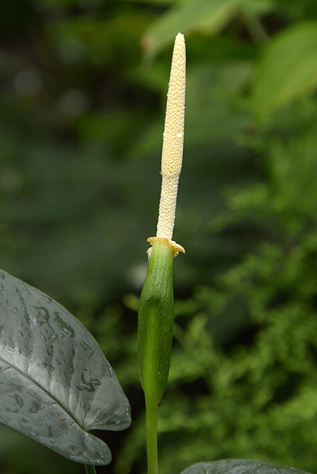Schismatoglottis clemensiorum