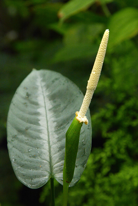 Schismatoglottis clemensiorum