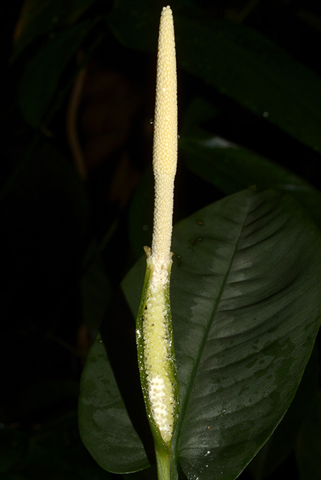 Schismatoglottis clemensiorum