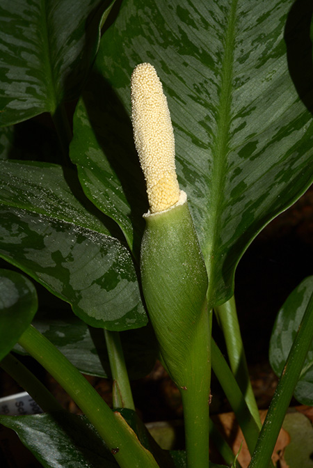 Schismatoglottis grabowskii